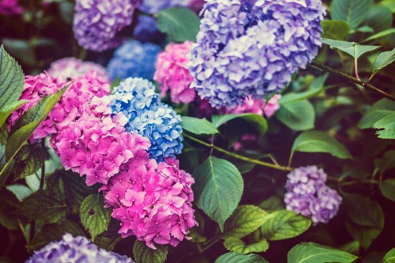 剪定・伐採・刈り込み